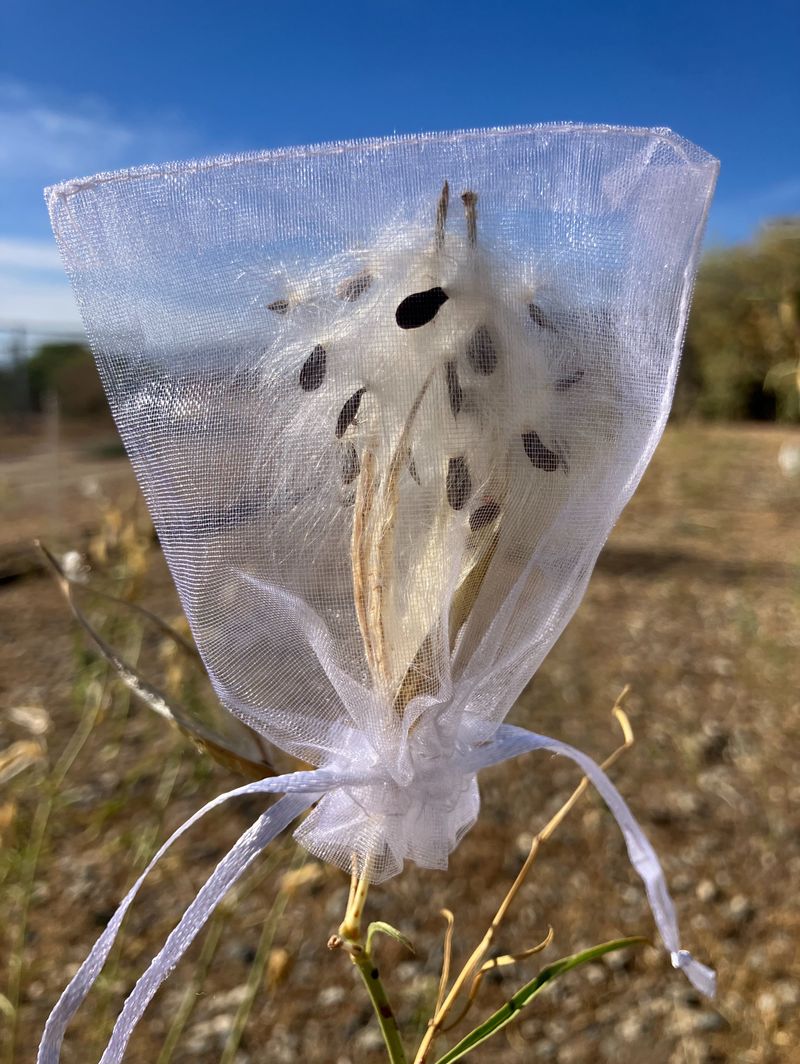 Smart Storage For Seeds Through Winter Smart Storage For Seeds Through Winter