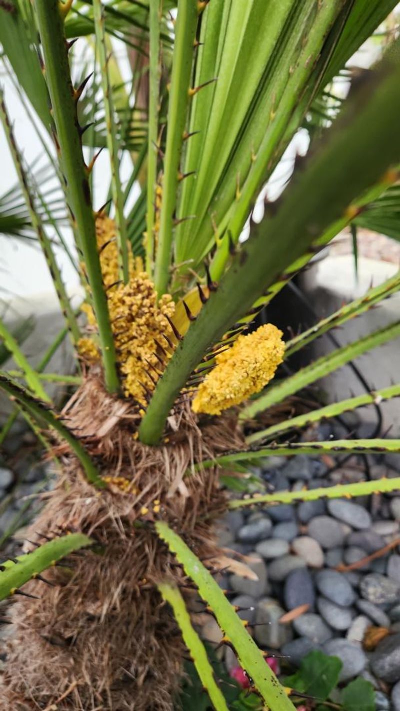 Smart Storm Prep Means Trimming Fruit, Not Fronds