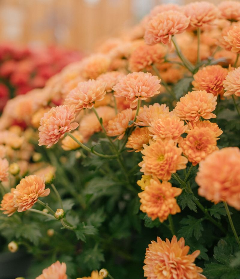 Smart Ways To Protect Your Blooms This Fall Smart Ways To Protect Your Blooms This Fall