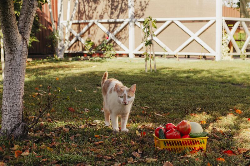 Smart Yard And Pet Habits For The Fall Season
