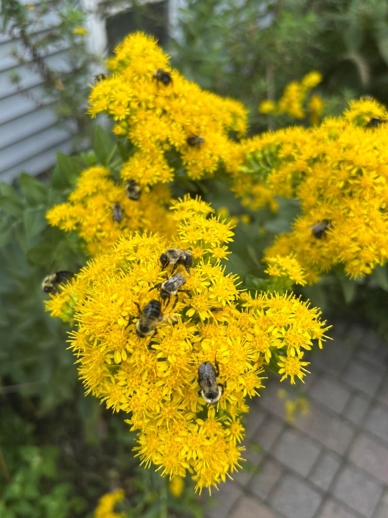 Smarter Fall Cleanup For The Goldenrod Patch