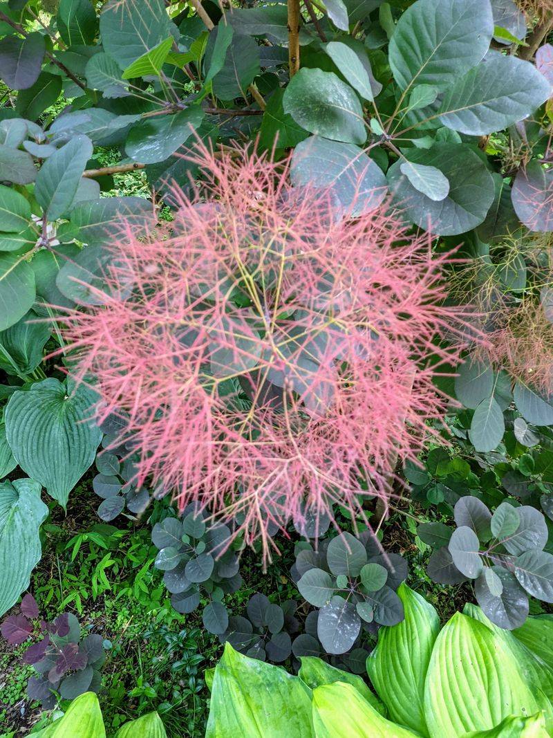 Smoke Bush Delivers Color On Minimal Irrigation Smoke Bush Delivers Color On Minimal Irrigation
