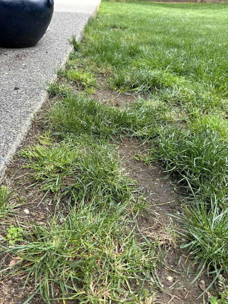 Smooth Bare Patches Before Overseeding Smooth Bare Patches Before Overseeding