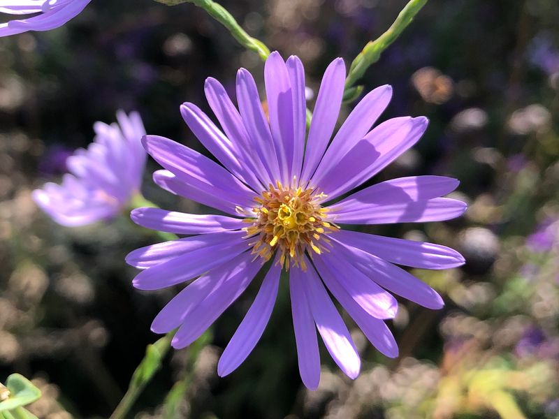 Smooth Blue Aster (Symphyotrichum laeve) Smooth Blue Aster (Symphyotrichum laeve)