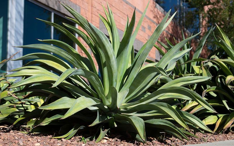 Smooth Edge Agave (Agave desmettiana) Smooth Edge Agave (Agave desmettiana)