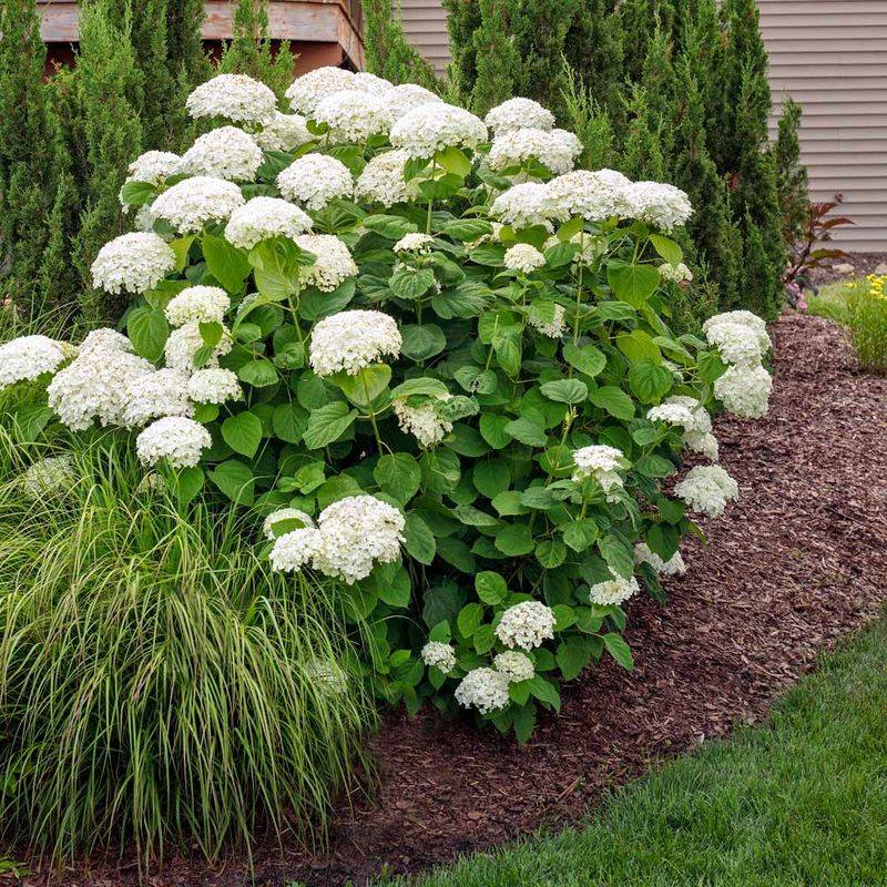 Smooth Hydrangeas (Annabelle) Smooth Hydrangeas (Annabelle)