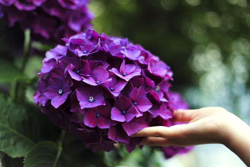 Smooth Hydrangeas Benefit From A Simple Fall Cleanup Smooth Hydrangeas Benefit From A Simple Fall Cleanup