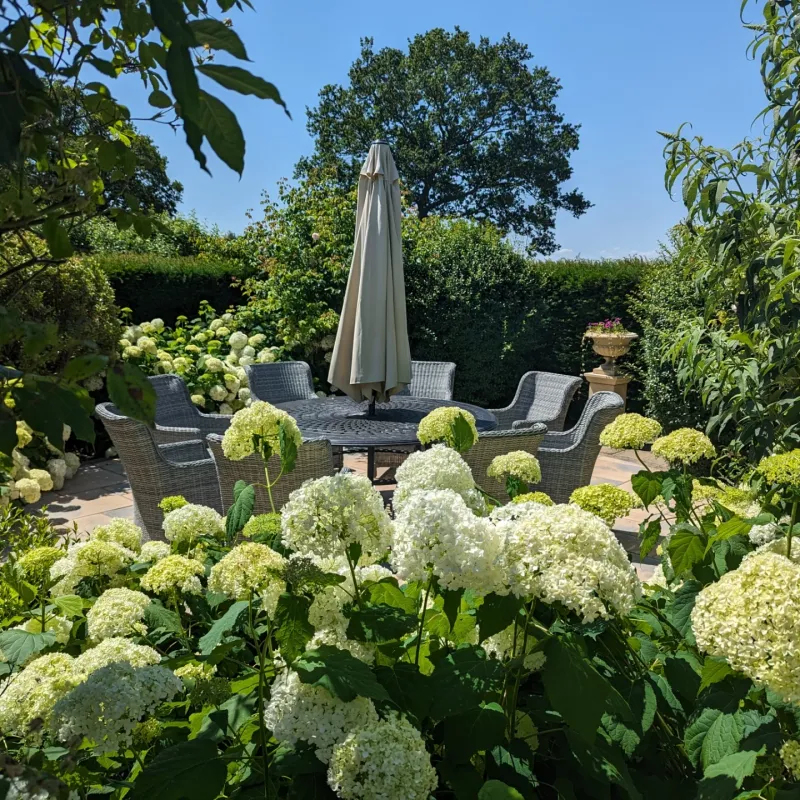 Smooth Hydrangeas Bounce Back From A Buzz Cut