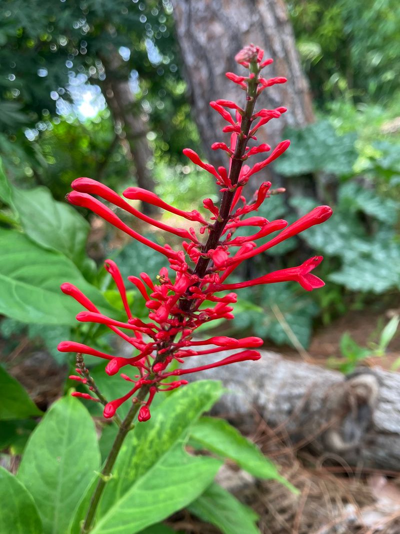 Snag Firespike Before Fall Hummingbird Traffic Peaks Snag Firespike Before Fall Hummingbird Traffic Peaks