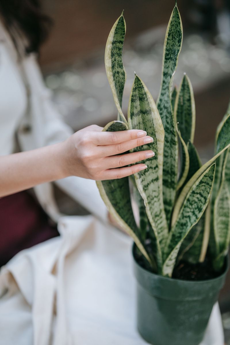 Snake Plant Snake Plant