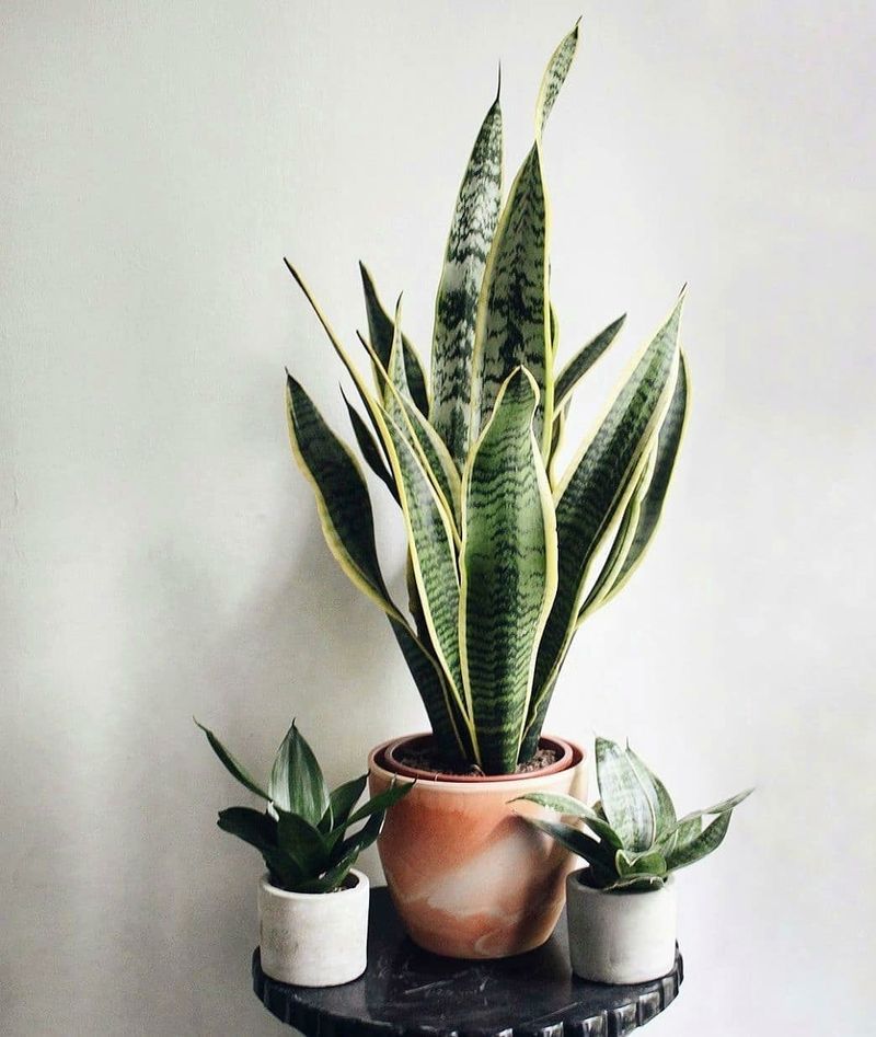 Snake Plant Handles Serious Neglect