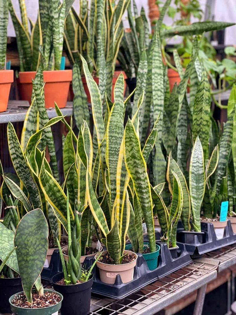 Snake Plant Keeps Its Shape On Its Own