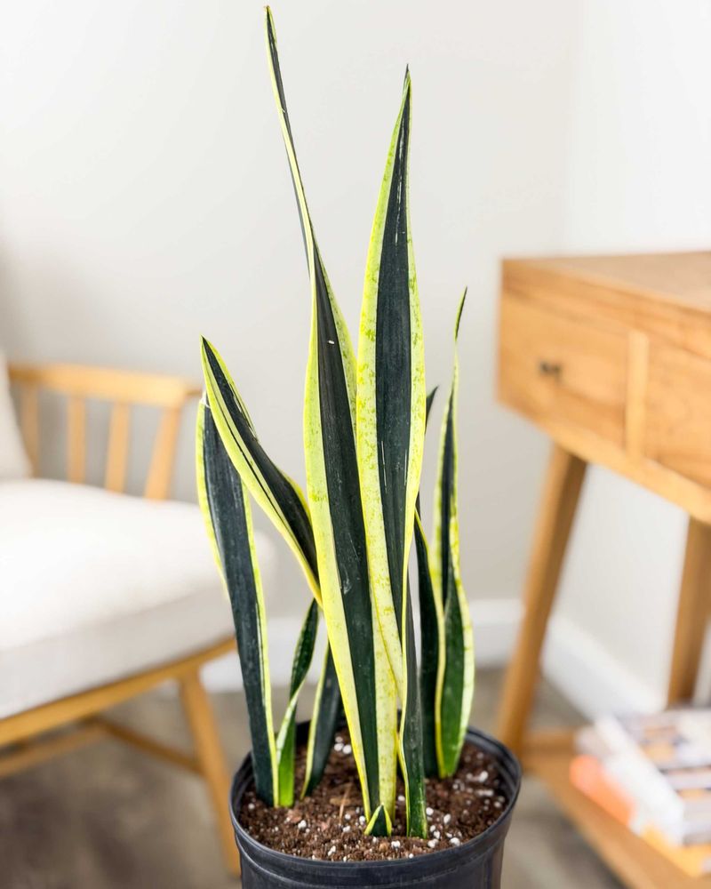 Snake Plant (Sansevieria trifasciata)