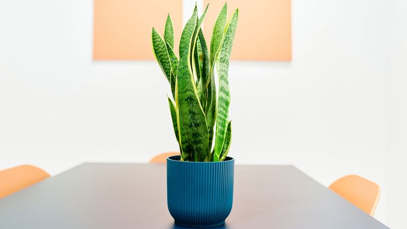 Snake Plant (Sansevieria trifasciata) Snake Plant (Sansevieria trifasciata)