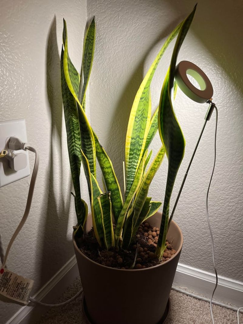 Snake Plant Shrugs Off Brief Chills