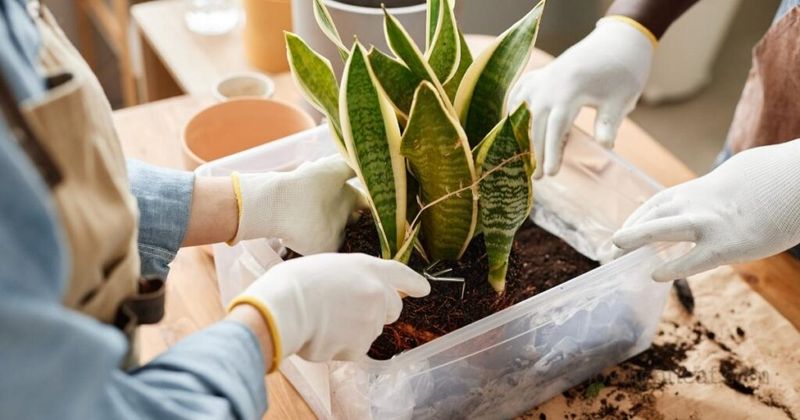 Snake Plant Snake Plant