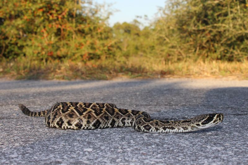 Snakes Following Prey Into Homes