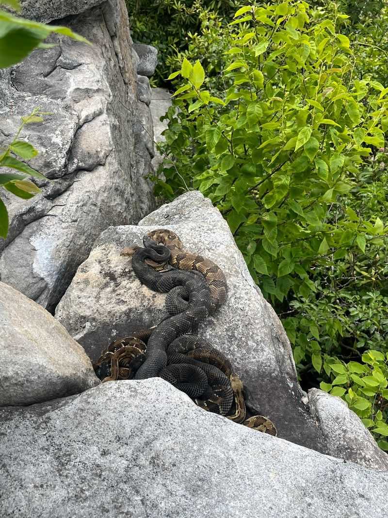Snakes Head Back To Shared Hibernation Sites