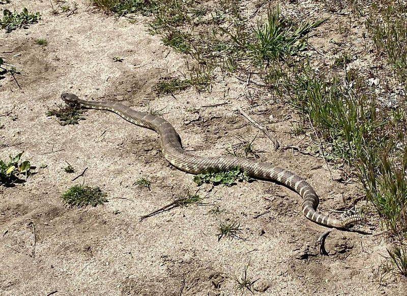 Snakes May Move Between Shelter Sites