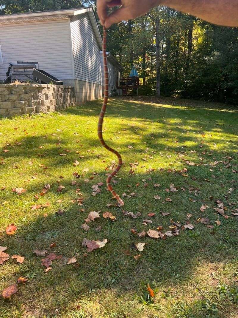 Snakes Sunning On Warm Driveways And Rocks