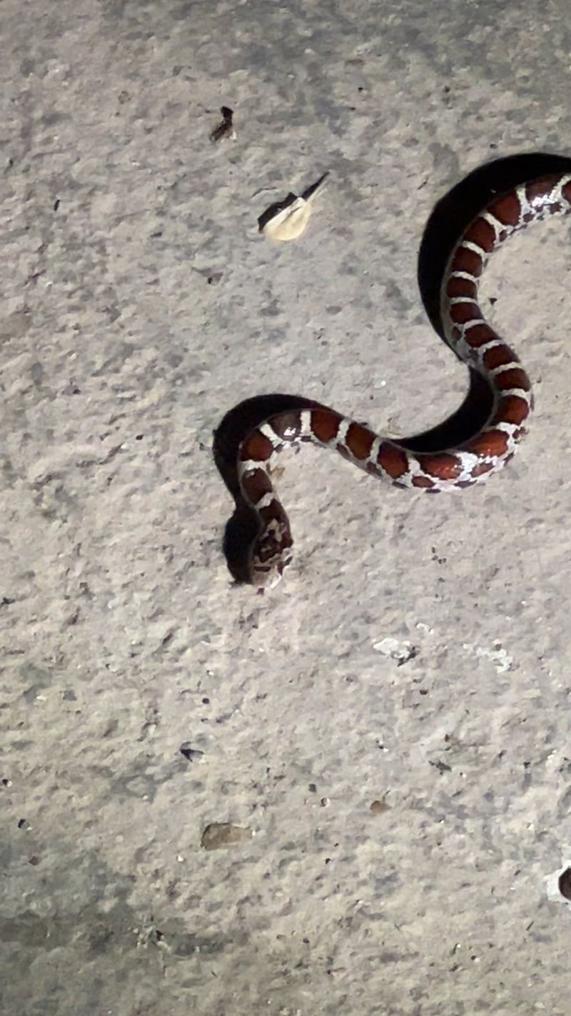 Snakes Turning Up In Garages As Nights Cool