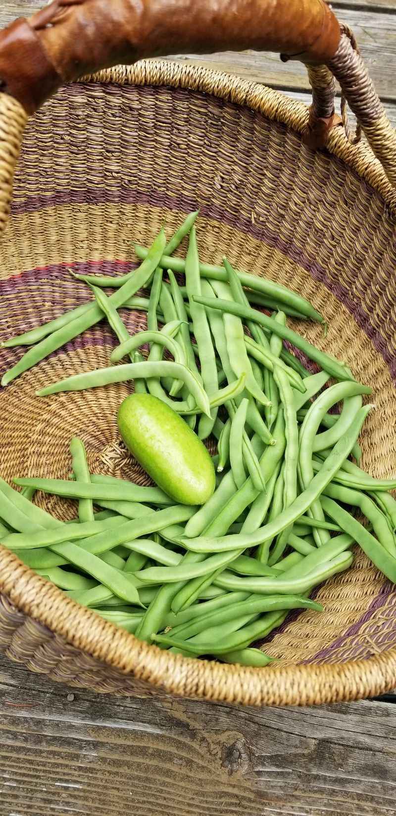 Snap Beans Need Regular Late Season Picking Snap Beans Need Regular Late Season Picking
