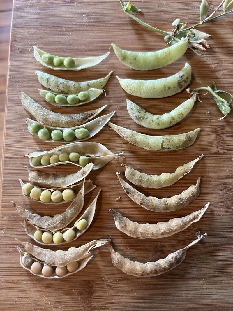 Snap Beans Practically Save Themselves