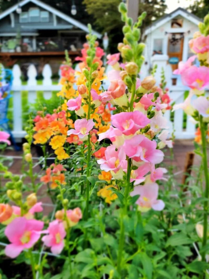 Snapdragons Are Ready When Summer Heat Begins To Ease
