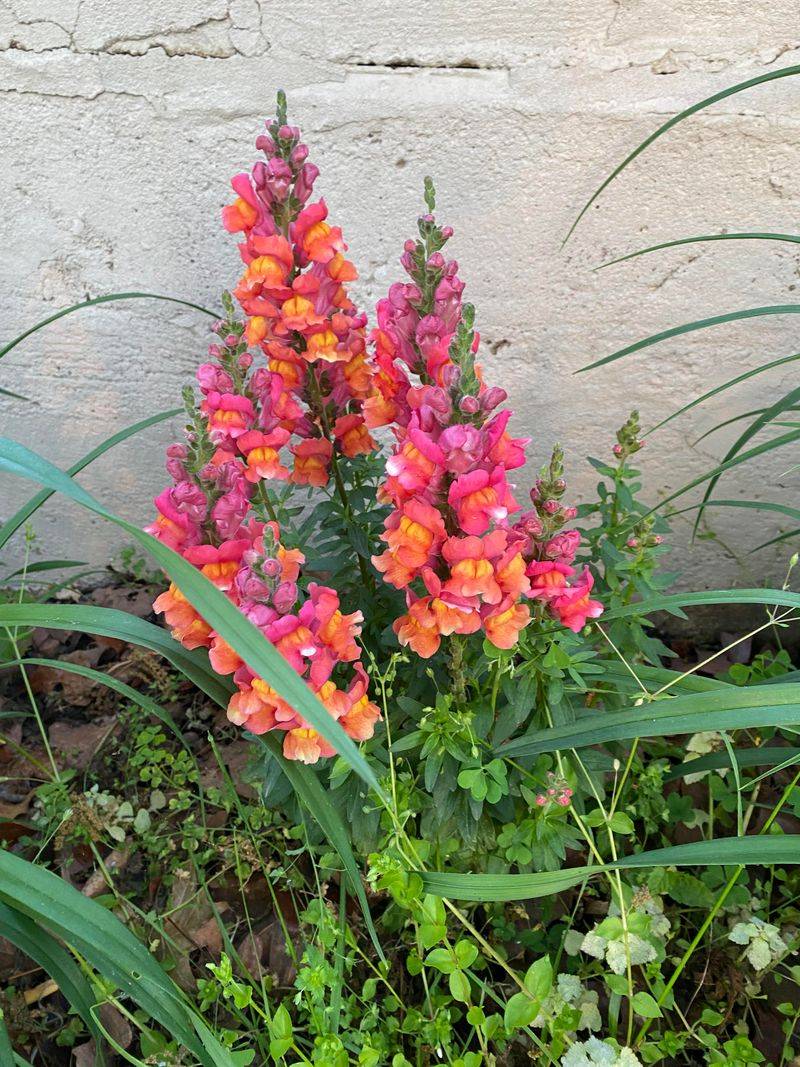 Snapdragons Become A Favorite As Summer Flowers Fade
