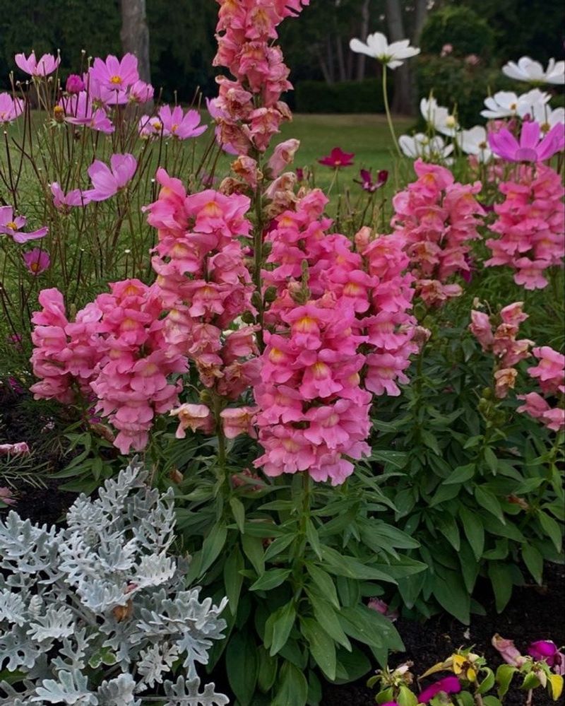 Snapdragons Bloom Again In The Cool Air