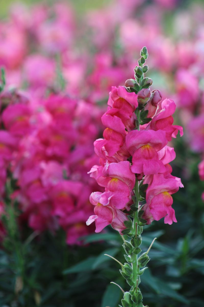 Snapdragons For Cool Season Spikes