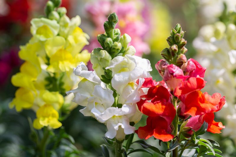 Snapdragons Handle Cool Sunny Days Well Snapdragons Handle Cool Sunny Days Well