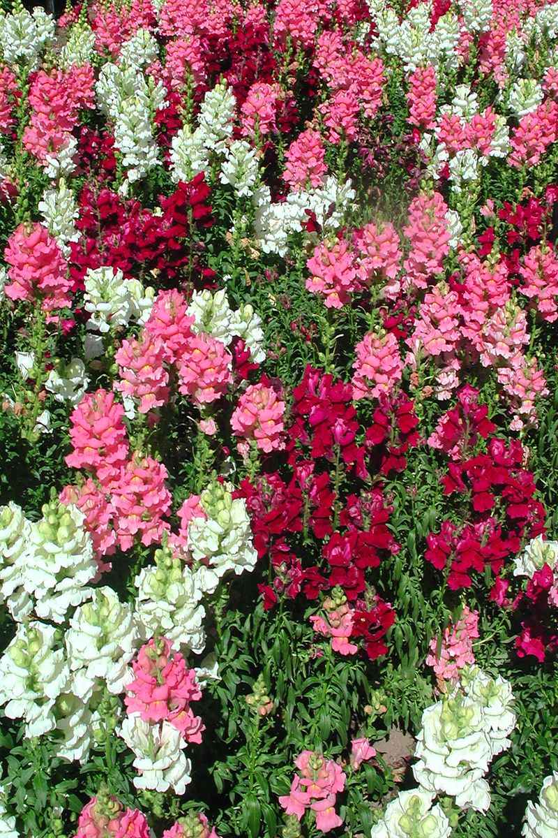 Snapdragons With Rainbow Swiss Chard Snapdragons With Rainbow Swiss Chard