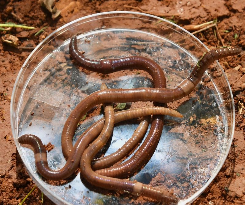 Sneaky Jumping Worms Wriggling In The Pile