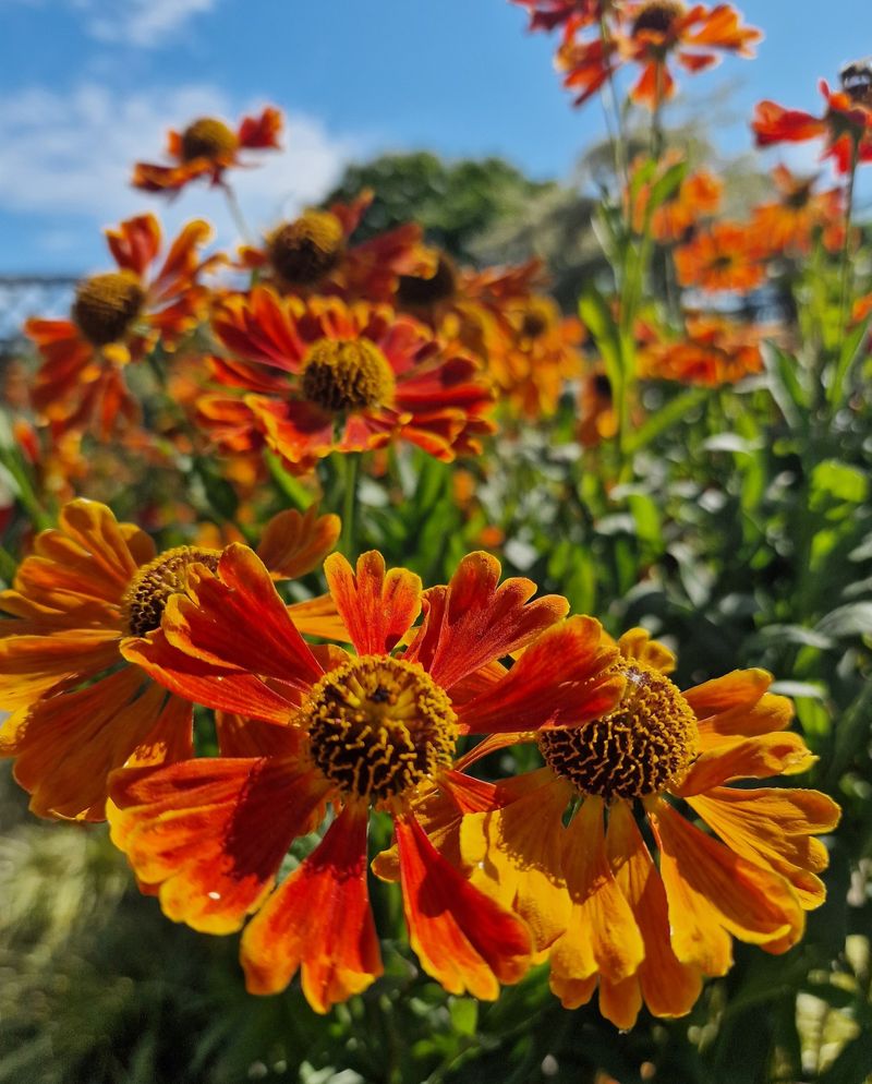 Sneezeweed Glows Like A Campfire