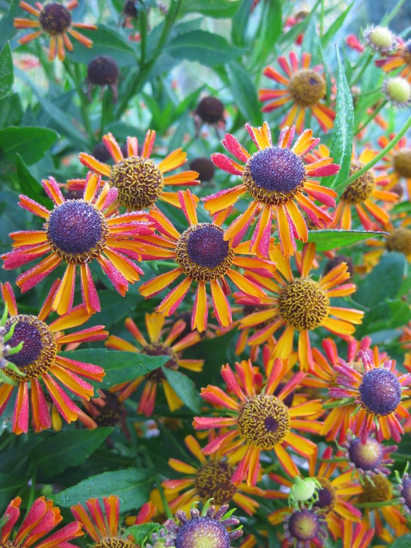 Sneezeweed (Helenium autumnale) Sneezeweed (Helenium autumnale)