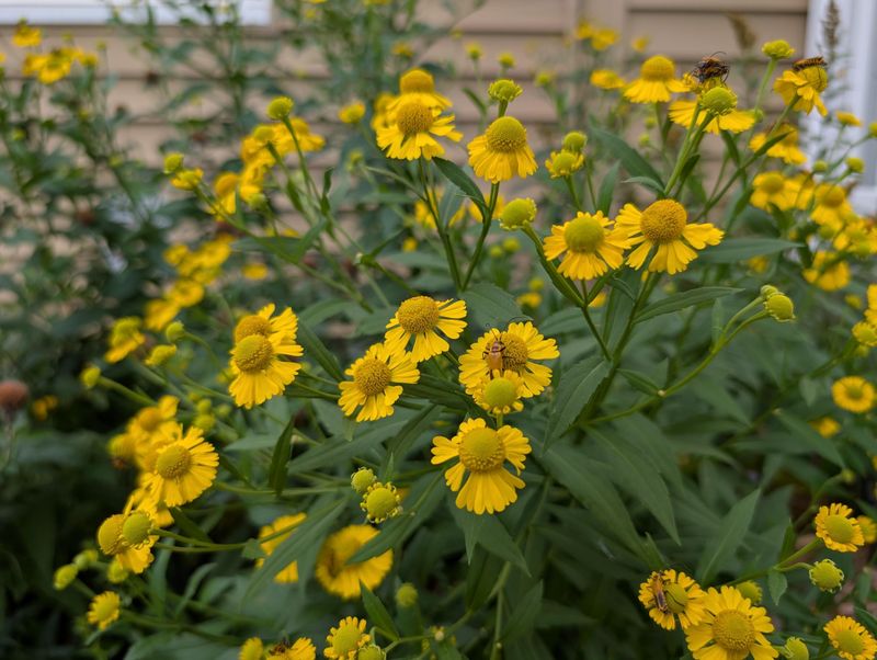Sneezeweed Keeps Sunny Yellow Flowers Going Sneezeweed Keeps Sunny Yellow Flowers Going