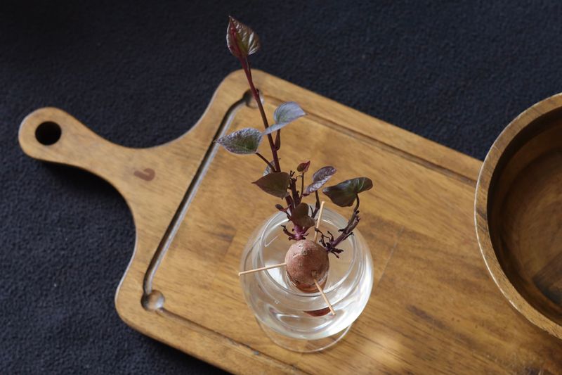 Snip Healthy Cuttings For Indoor Rooting Snip Healthy Cuttings For Indoor Rooting