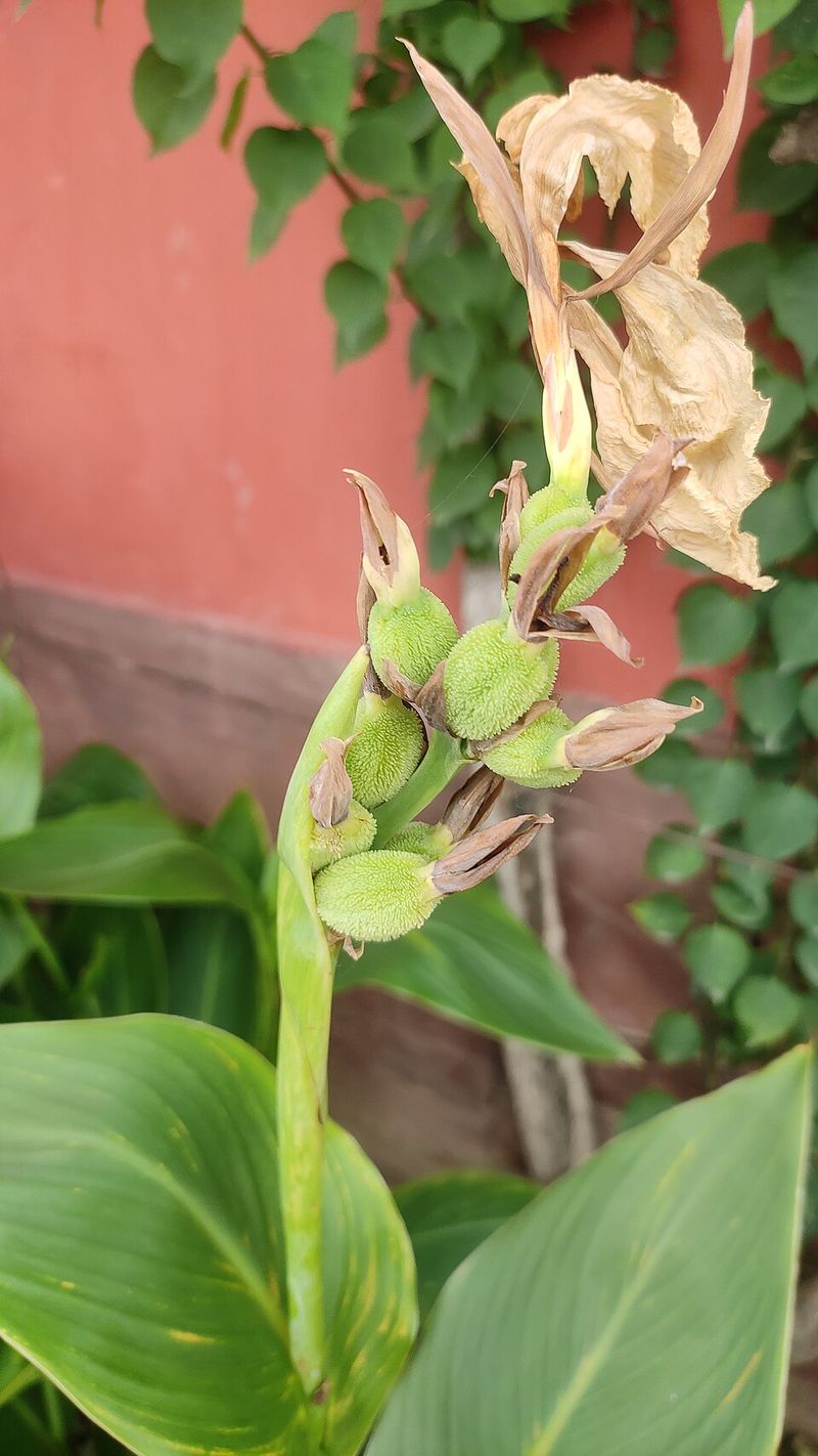 Snip Off Faded Flowers And Seed Pods Snip Off Faded Flowers And Seed Pods