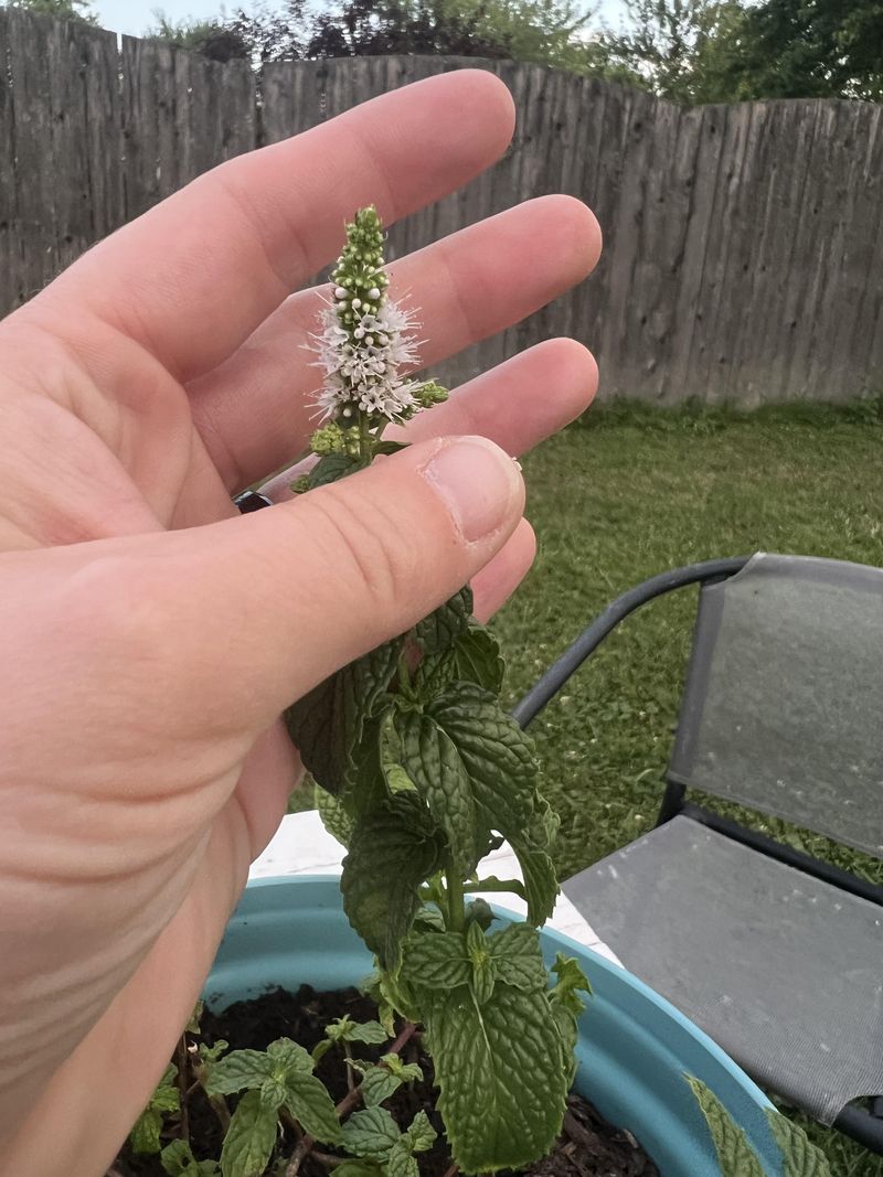 Snip Off The Flowers, Since Blooms Attract Wasps