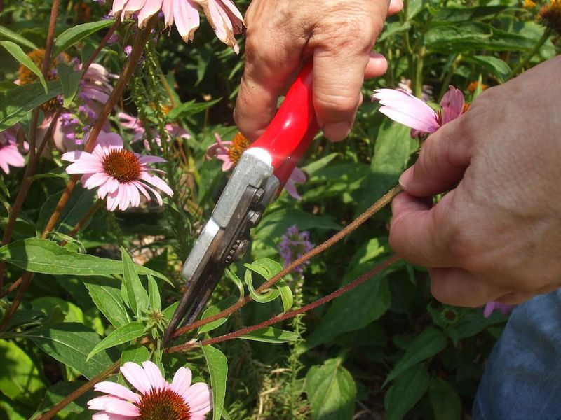 Snipping Stems Down Before The Plant Finishes Storing Energy