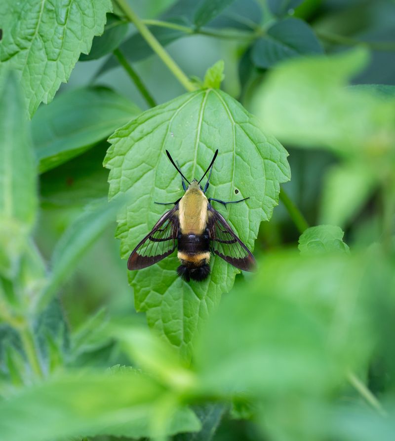 Snowberry Clearwing, The Bumblebee Body Double Snowberry Clearwing, The Bumblebee Body Double