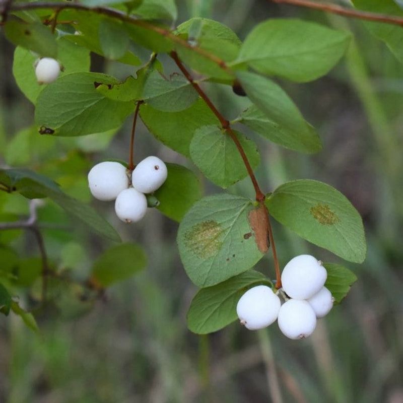 Snowberry (Symphoricarpos albus)