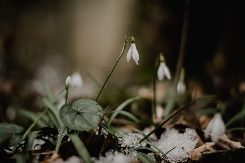 Snowdrops Bloom While Winter Still Lingers Snowdrops Bloom While Winter Still Lingers