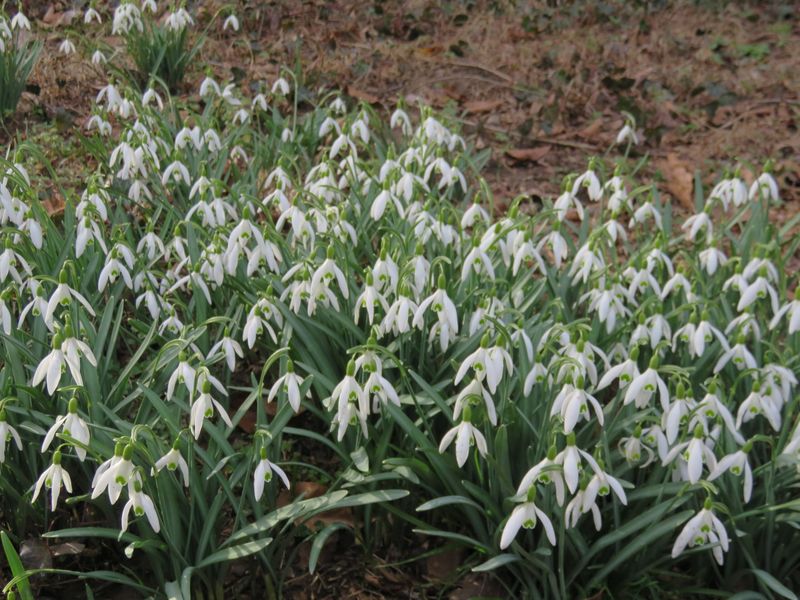 Snowdrops Can Naturalize In Favorable Woodland Sites
