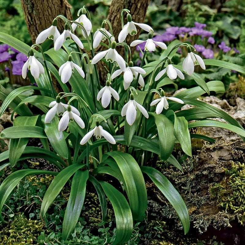 Snowdrops For Shady Corners Snowdrops For Shady Corners