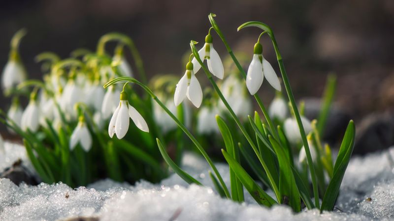 Snowdrops (Galanthus)