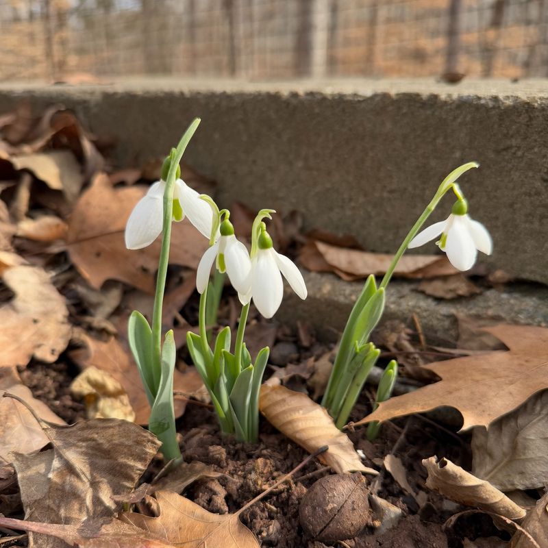 Snowdrops Have Plenty Of Time To Settle In Before Winter