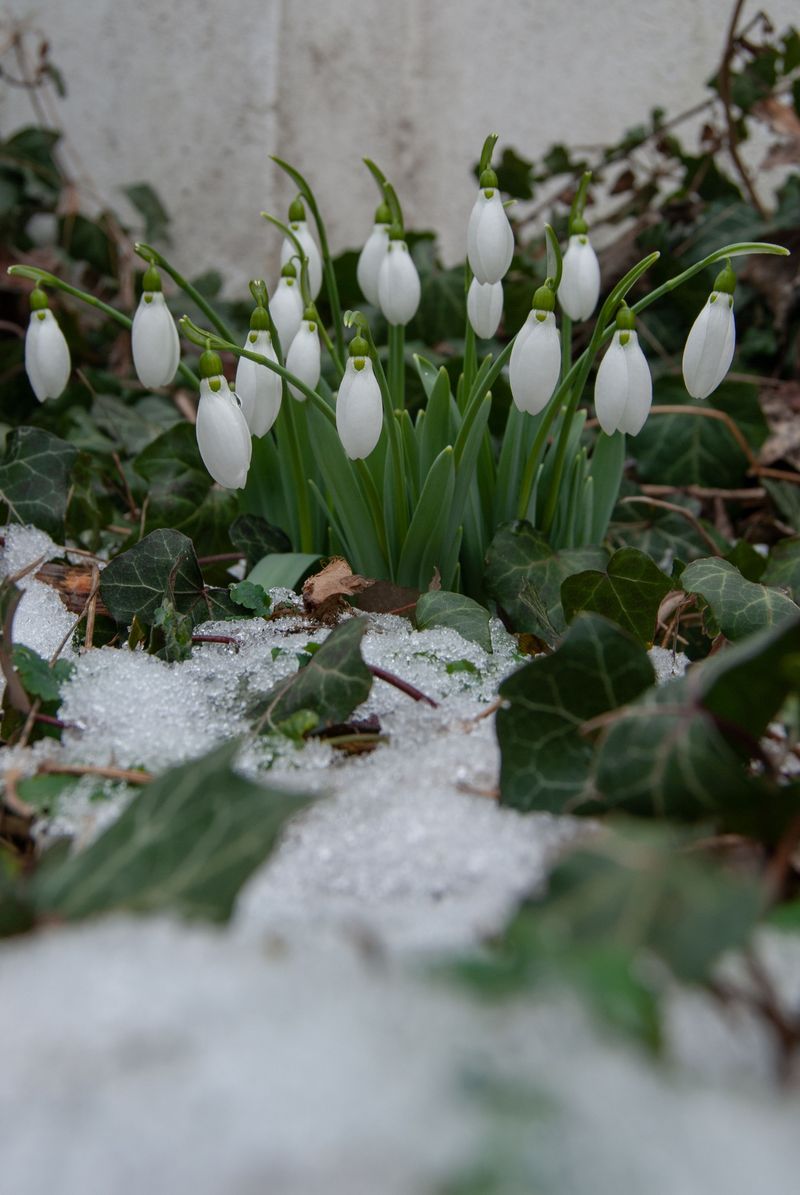 Snowdrops Ring In The Thaw With Tiny White Bells Snowdrops Ring In The Thaw With Tiny White Bells