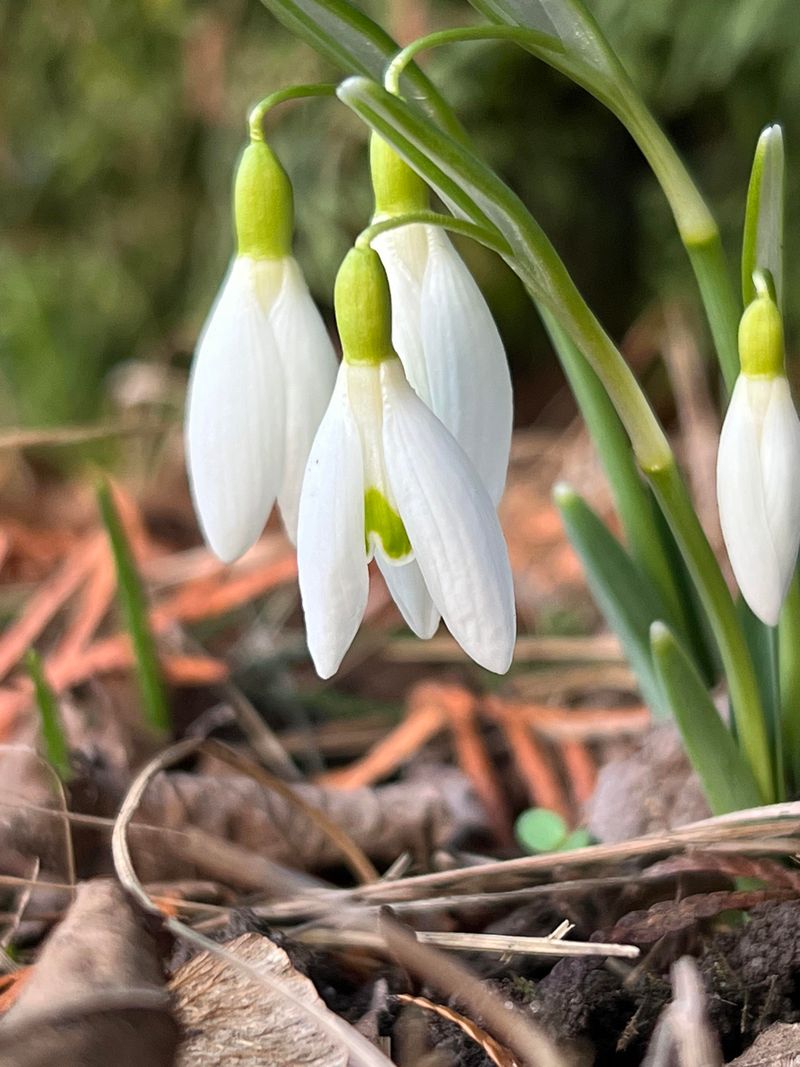 Snowdrops Wake Up Gardens Before Most Flowers